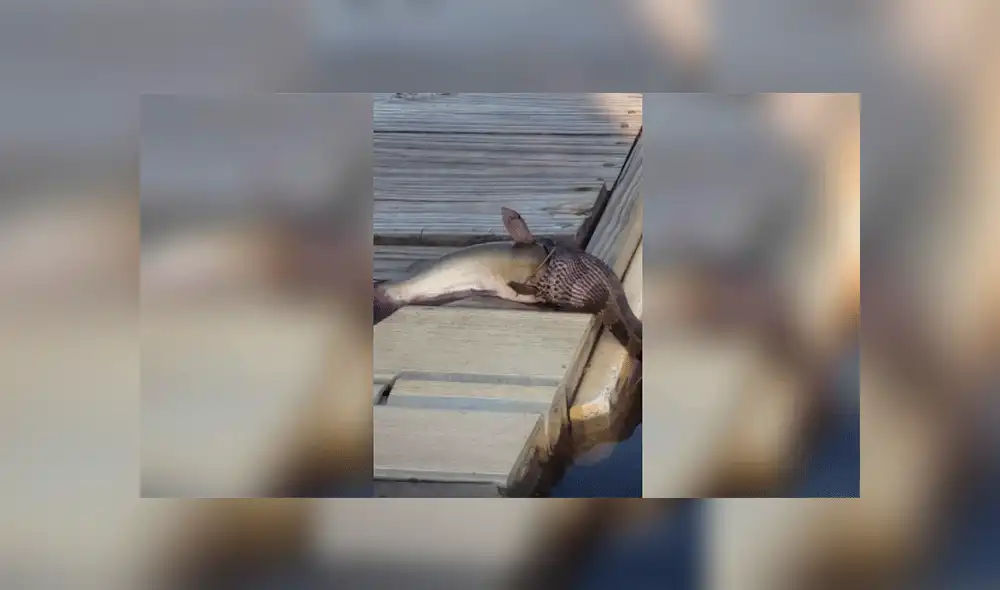 Facebook viral: Serpiente intenta devorar a pez mucho más grande y deja a miles en shock [VIDEO]