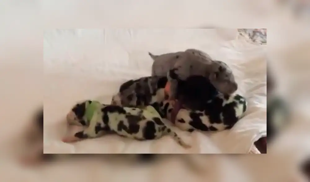 En YouTube, una señora quedó espantada al descubrir el color del pelaje que obtuvo una de las crías de su mascota.