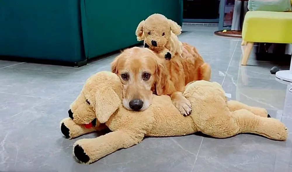 Desliza las imágenes para ver la curiosa acción de un perro al ‘cuidar’ a sus peluches recién lavados. Foto: captura de Facebook Desliza las imágenes para ver la curiosa acción de un perro al ‘cuidar’ a sus peluches recién lavados. Foto: captura de Facebook