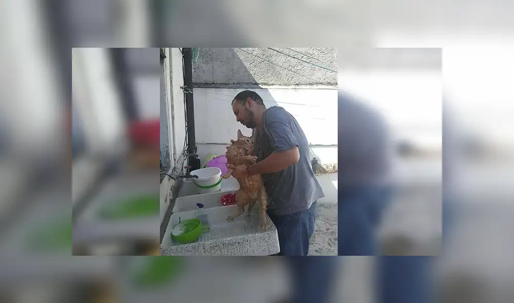 Facebook viral: señor encuentra a gato abandonado, lo lleva a su casa y sucede lo peor [VIDEO]