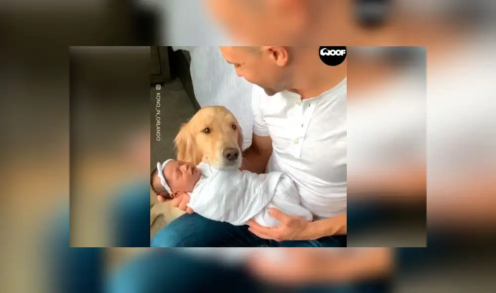 Desliza las imágenes para ver la emotiva escena que protagonizó un perro al conocer a la hija de su dueño. Foto: Woof Woof