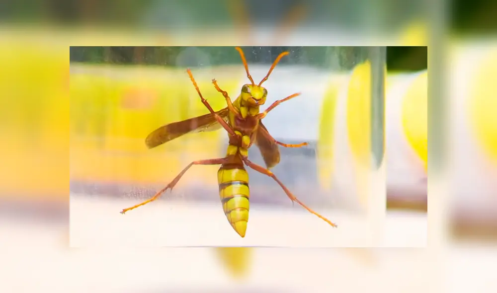 Desliza para ver los momentos más impactantes del video que se hizo viral en YouTube. Desliza para ver los momentos más impactantes del video que se hizo viral en YouTube.