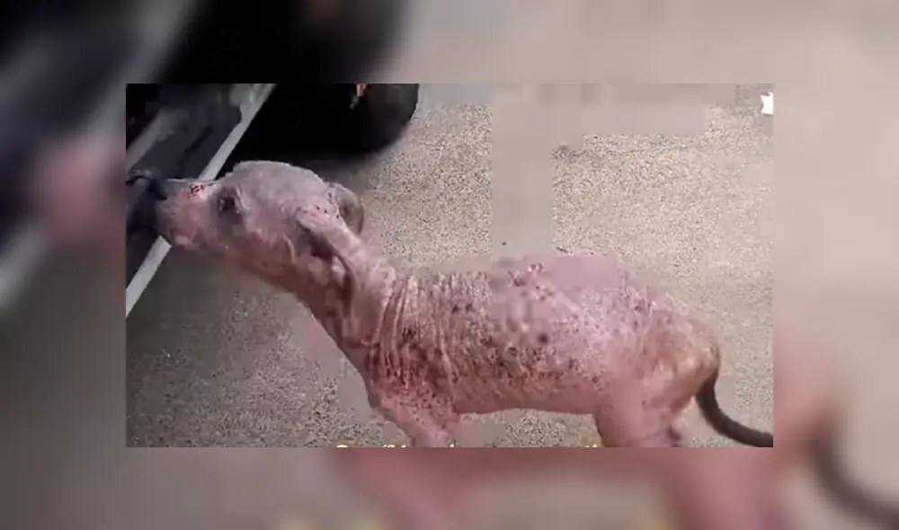 Desliza hacia la izquierda para ver el antes y después de un perro bebé que fue abandonado. Imágenes de Facebook.