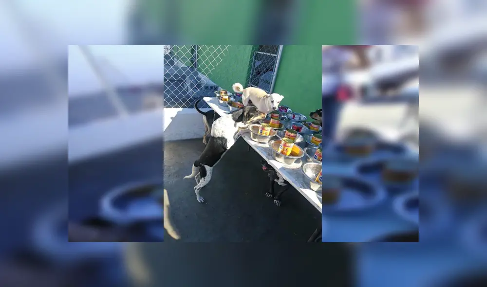 En Facebook, un grupo de voluntarios se organizaron para festejar Navidad junto a perros callejeros. En Facebook, un grupo de voluntarios se organizaron para festejar Navidad junto a perros callejeros.