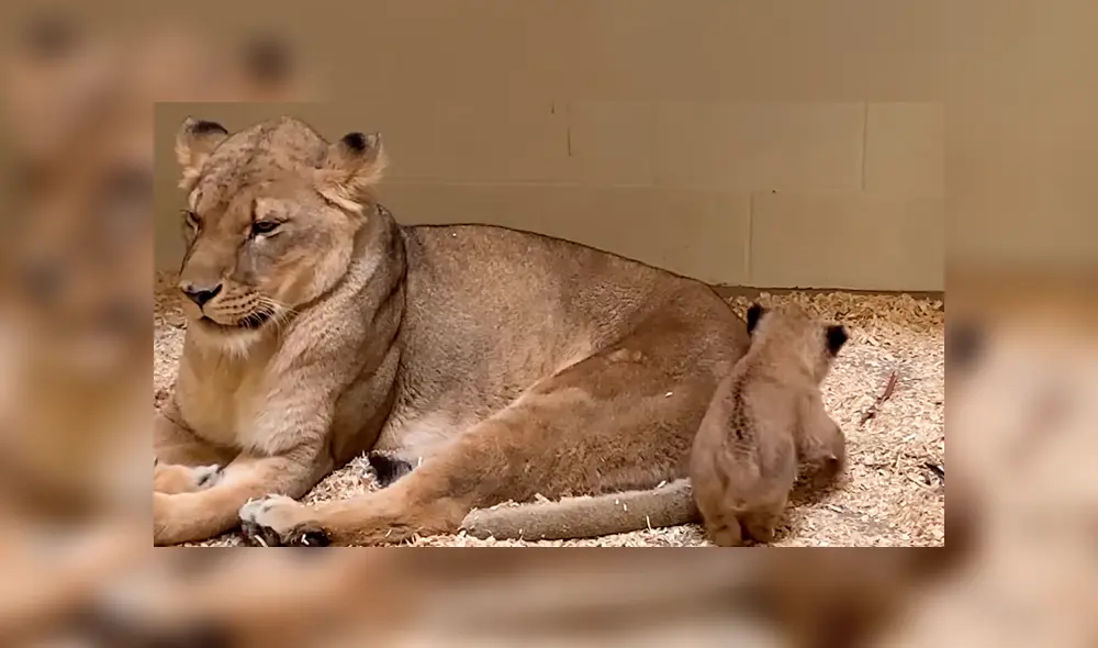 En YouTube, el enorme león tuvo un amoroso encuentro con su cría que fue grabado por sus cuidadores. En YouTube, el enorme león tuvo un amoroso encuentro con su cría que fue grabado por sus cuidadores.