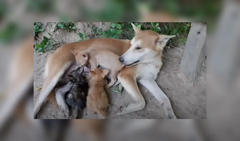 Desliza hacia la izquierda para ver las imágenes del tierno viral de Facebook.