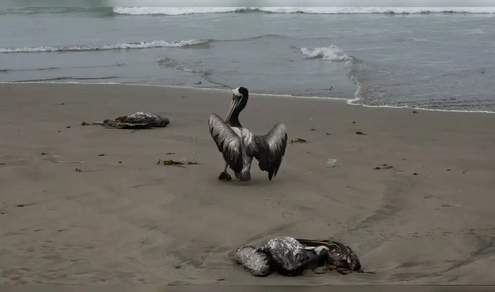 ESPECIES AFECTADAS. El riesgo de contagio será latente por lo menos hasta febrero, cuando culmina el proceso de migración de las aves.