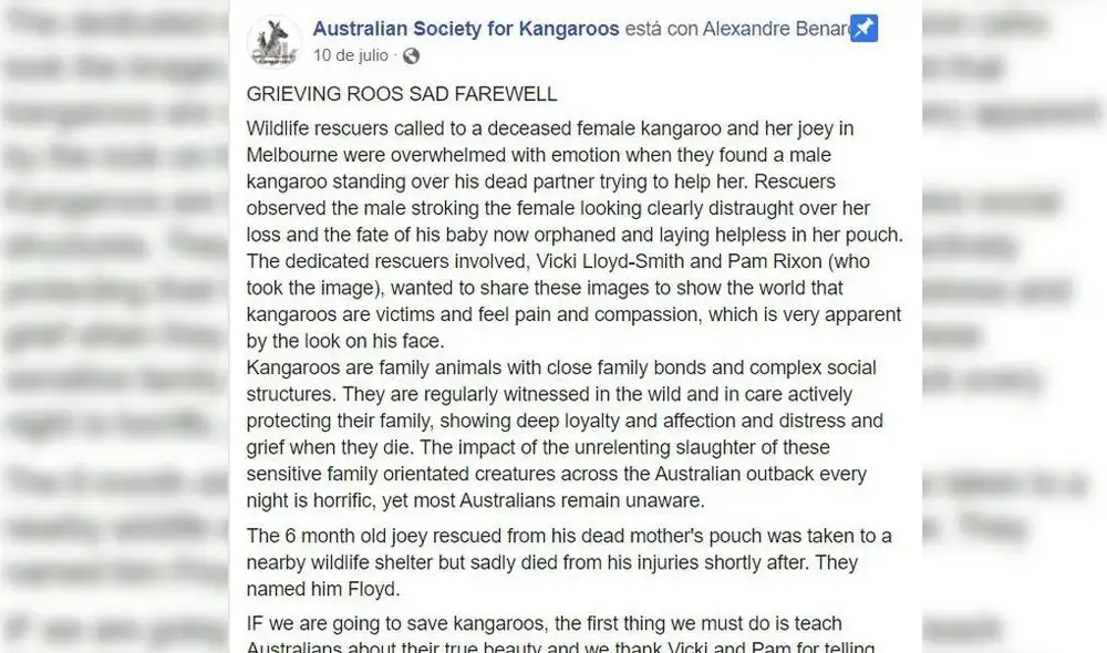 La desgarradora imagen muestra al canguro llorando la muerte de su compañera tras ser atropellada. Foto: Facebook/Pam Rixon/Australian Society for Kangaroos