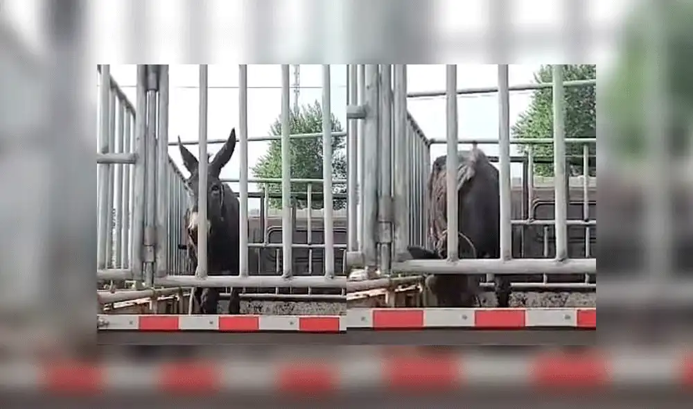 El burro hacía "reverencias" continuamente ante las personas. Foto: captura Douyin.