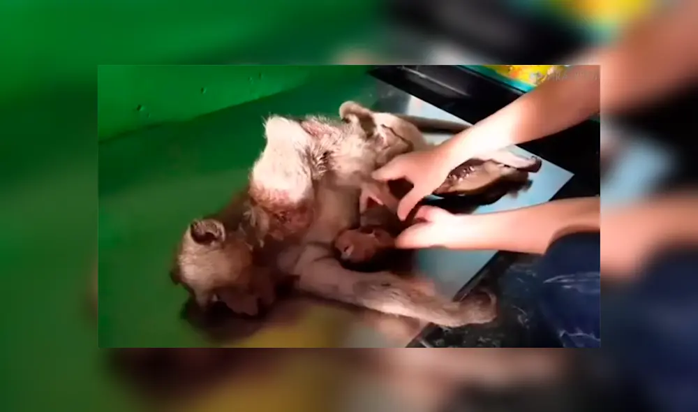 Una emotiva escena mostró como un pequeño mono no quiso despegarse del cuerpo de su madre fallecida. Una emotiva escena mostró como un pequeño mono no quiso despegarse del cuerpo de su madre fallecida.