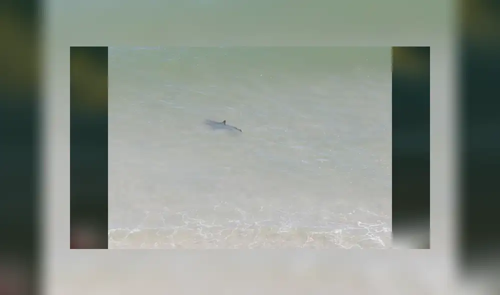 Bañistas quedan aterrados al notar la presencia de un tiburón. Foto: Captura.