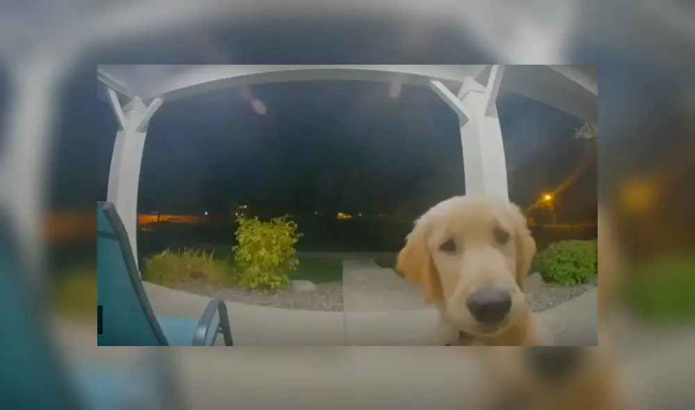 Desliza hacia la izquierda para ver las imágenes del perro que se hizo viral en Facebook. Desliza hacia la izquierda para ver las imágenes del perro que se hizo viral en Facebook.