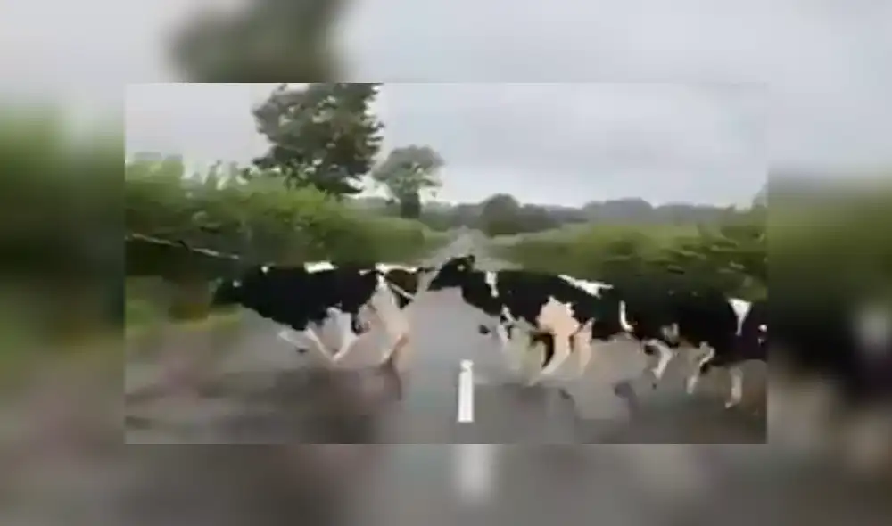 Video es viral en YouTube. Un joven captó el preciso momento en que un grupo de vacas creen haberse topado con un obstáculo en su camino. Foto: Captura.