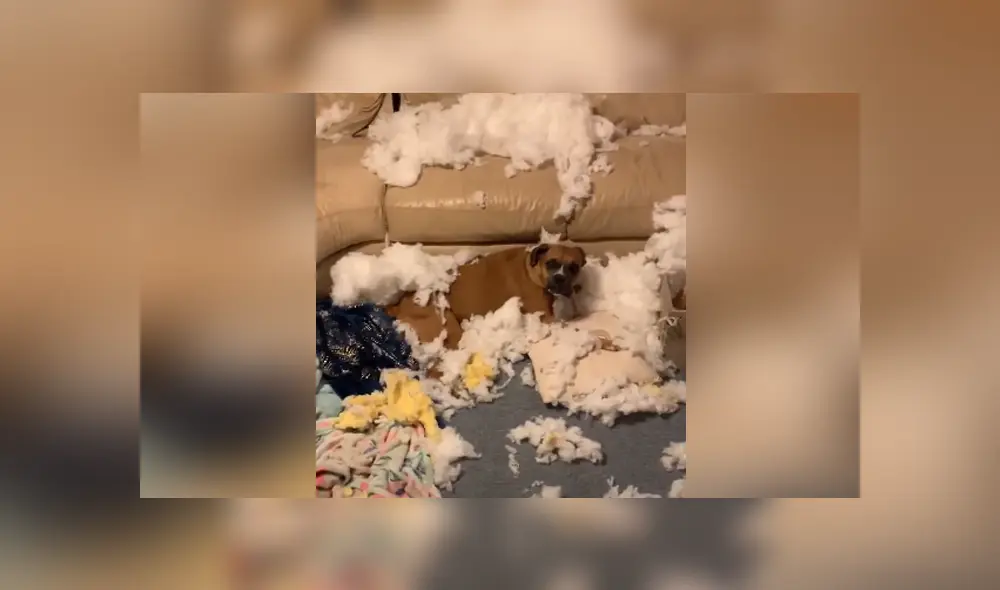 Una joven dejó a sus perros en casa, pero jamás imaginó que acabarían destruyendo el sofá. Foto: YouTube Una joven dejó a sus perros en casa, pero jamás imaginó que acabarían destruyendo el sofá. Foto: YouTube