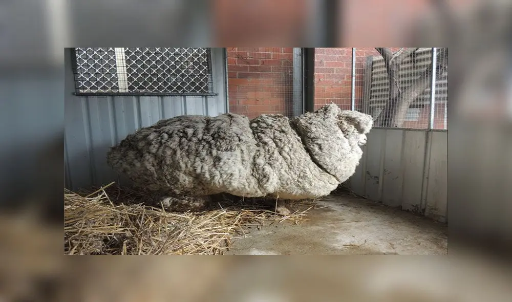 La popular oveja falleció por causas naturales. Foto: RSCPA