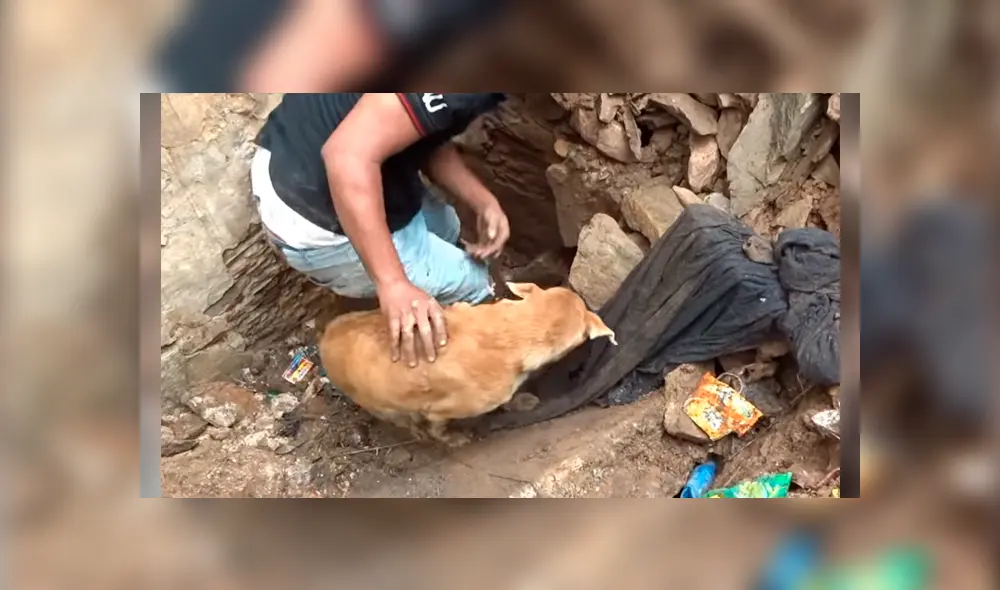 Madre de los cachorros hizo lo imposible para sacar a sus críos que habían quedado enterrados en un profundo hoyo.