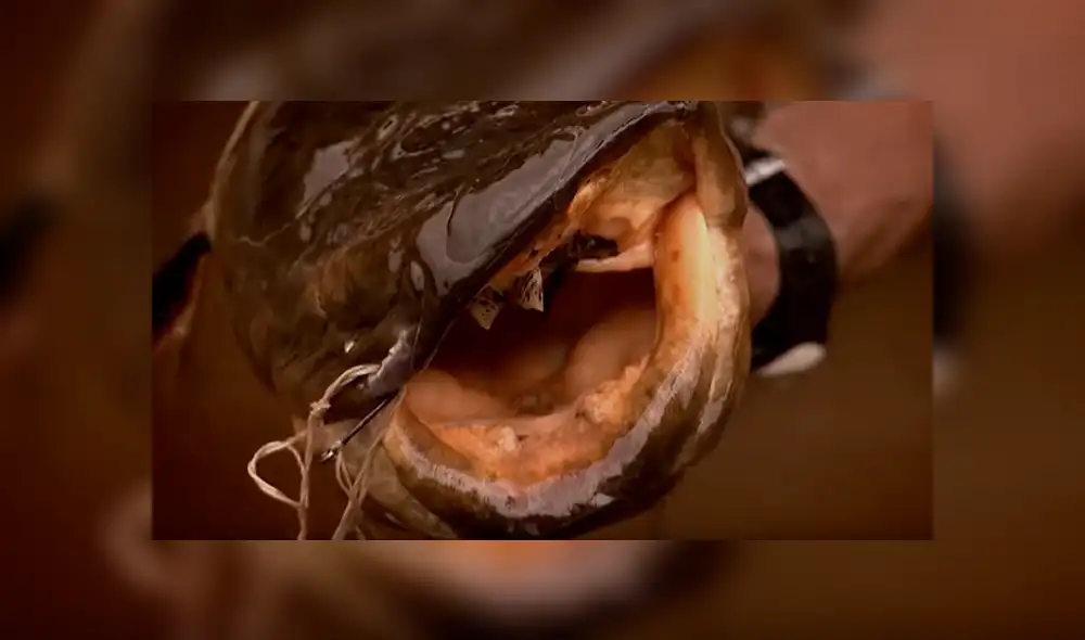 Si quieres conocer la identidad del descomunal pez viral de YouTube, revisa nuestra galería deslizando cada imagen hacia la izquierda.