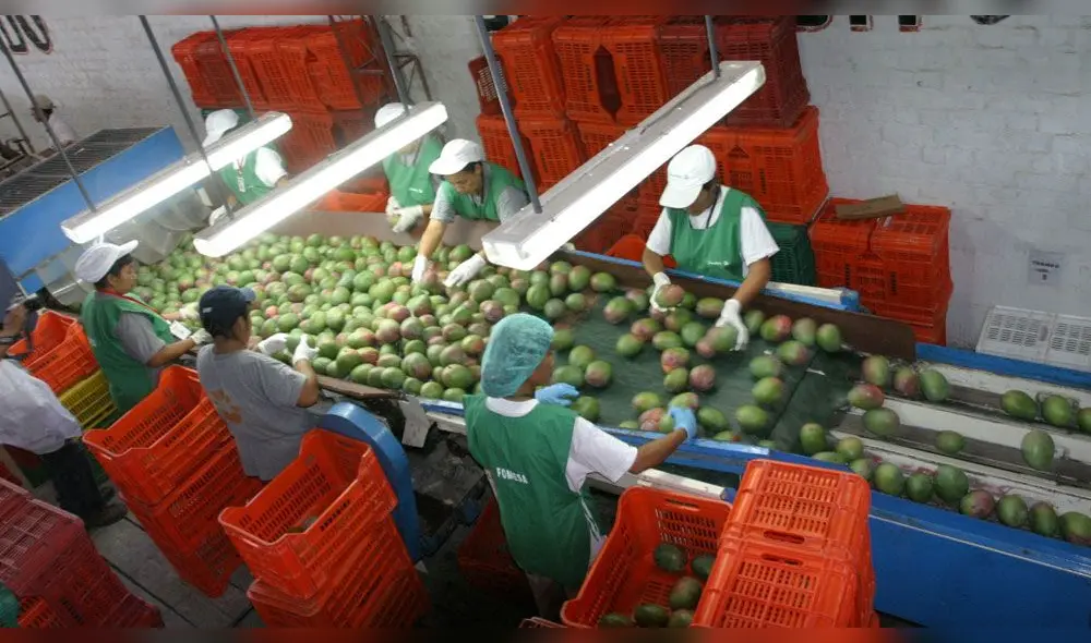 Empresas agroindustriales continúan operando en Piura. Empresas agroindustriales continúan operando en Piura.