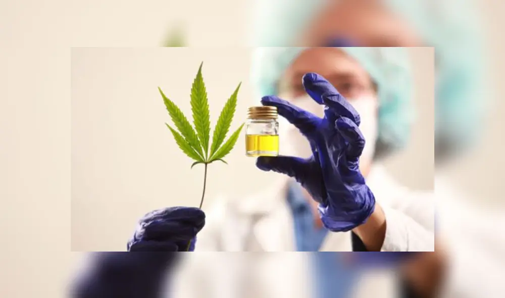 Cannabis medicinal Cannabis medicinal