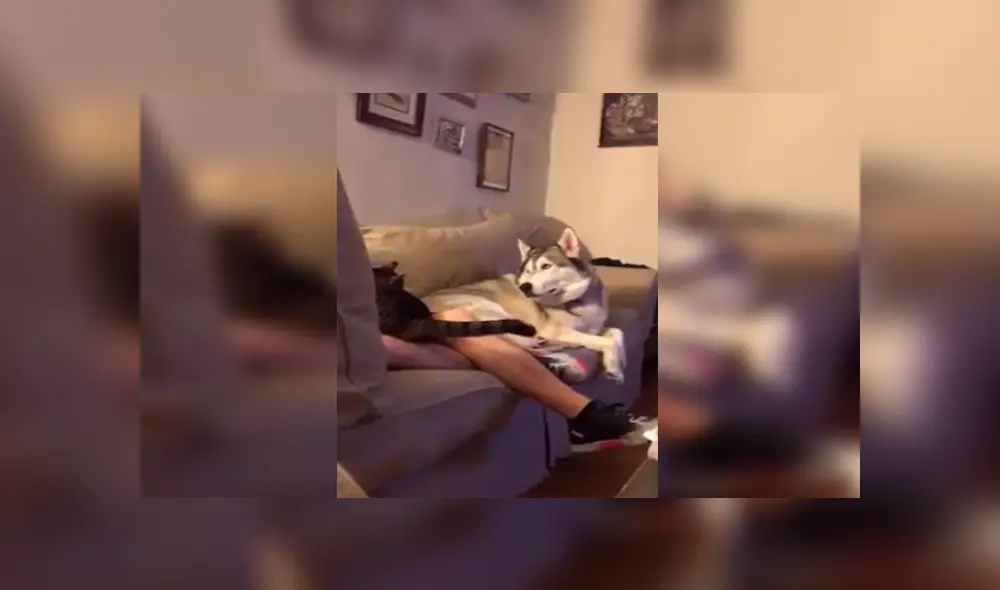 Desliza las imágenes para apreciar la singular reacción del perro tras percatarse que su dueño acariciaba a la nueva mascota. Desliza las imágenes para apreciar la singular reacción del perro tras percatarse que su dueño acariciaba a la nueva mascota.