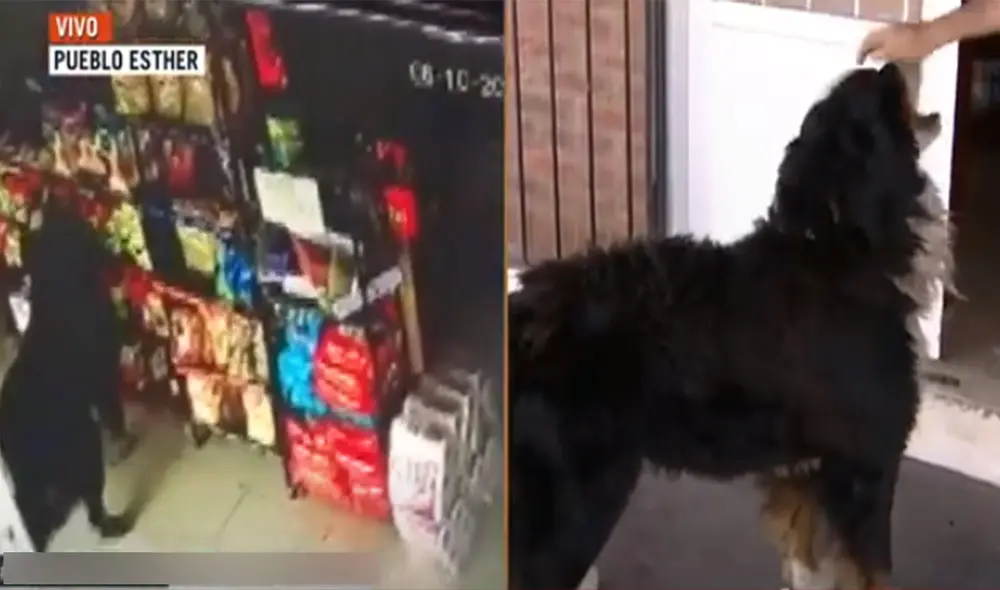 Desliza hacia la izquierda para ver más imágenes sobre este 'hambriento' perro que es fanático de las hamburguesas. Foto: captura de YouTube Desliza hacia la izquierda para ver más imágenes sobre este 'hambriento' perro que es fanático de las hamburguesas. Foto: captura de YouTube