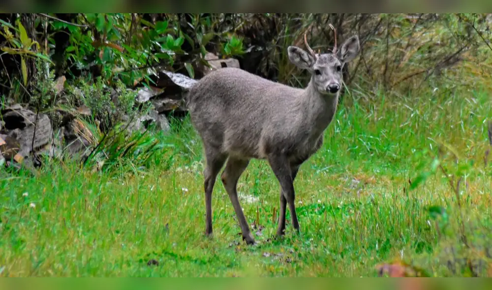 Venado andino. Foto: Sernanp-Lucio Menkori. Venado andino. Foto: Sernanp-Lucio Menkori.