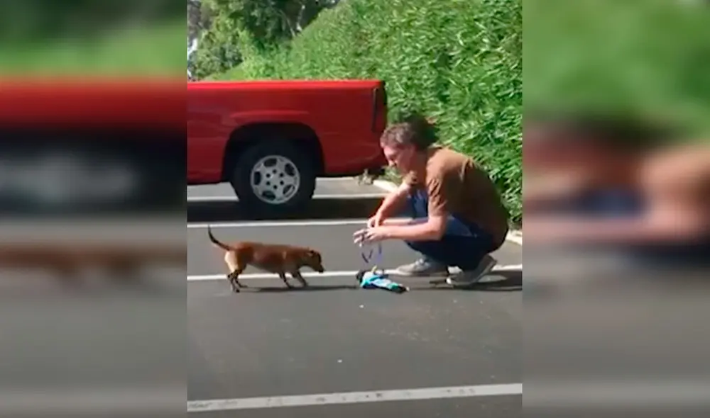 Desliza las imágenes para conocer la historia de una perrita que recibió la ayuda de un hombre para tener un nuevo hogar. Foto: El Dodo/ Referencial