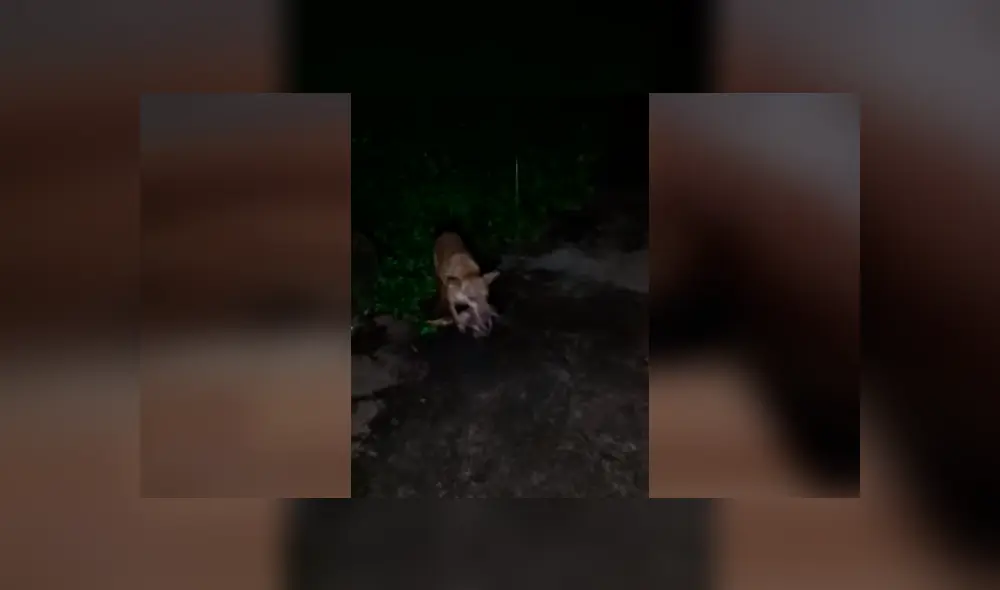 Desliza hacia la izquierda para ver más del video viral. Fotocaptura: YouTube Desliza hacia la izquierda para ver más del video viral. Fotocaptura: YouTube