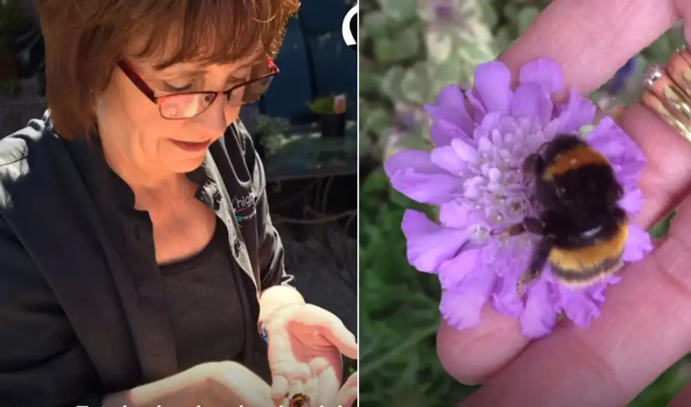 La mujer decidió acompañar a la abeja hasta sus últimos instantes de vida. Foto: El Dodo / Facebook