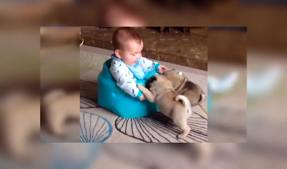 En Facebook, unos pequeños pug aprovecharon la distracción de su dueña para acercarse a su bebé.