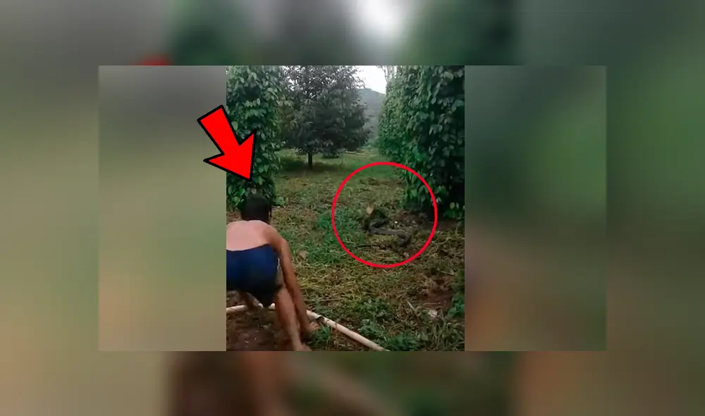 Vía YouTube. Hombre se enfrasco en un impactante enfrentamiento con la enorme serpiente mientras que esta intentaba atacarlo