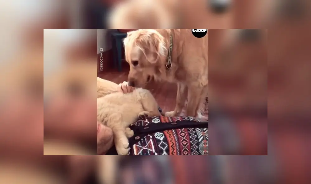 Desliza las imágenes para ver la dramática escena que protagonizó un perro al ver que su dueño consentía a otro can. Foto: TikTok Desliza las imágenes para ver la dramática escena que protagonizó un perro al ver que su dueño consentía a otro can. Foto: TikTok