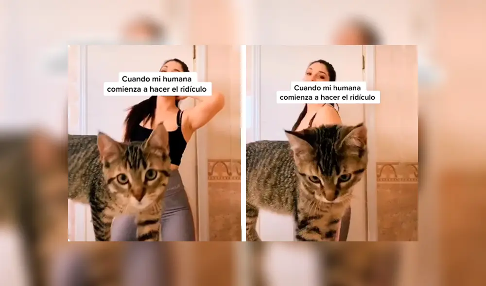Desliza las imágenes para apreciar la travesura de un gato cuando su dueña realizaba una atrevida coreografía. Foto: Captura. Desliza las imágenes para apreciar la travesura de un gato cuando su dueña realizaba una atrevida coreografía. Foto: Captura.