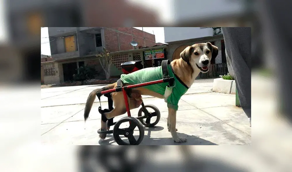 Perro víctima de la delincuencia