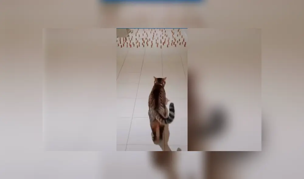 Desliza las imágenes hacia la izquierda para saber la ingeniosa idea que tuvo un joven para entretener a su gato. Desliza las imágenes hacia la izquierda para saber la ingeniosa idea que tuvo un joven para entretener a su gato.