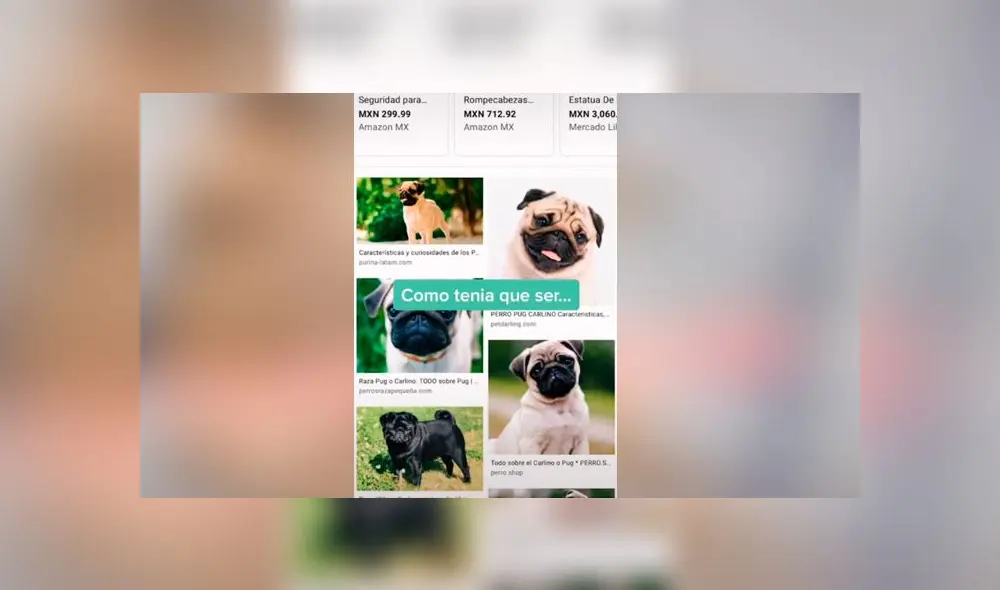 Desliza las fotografías para descubrir la verdadera raza de este presunto perro pug. Foto: Dashito el perro/TikTok Desliza las fotografías para descubrir la verdadera raza de este presunto perro pug. Foto: Dashito el perro/TikTok