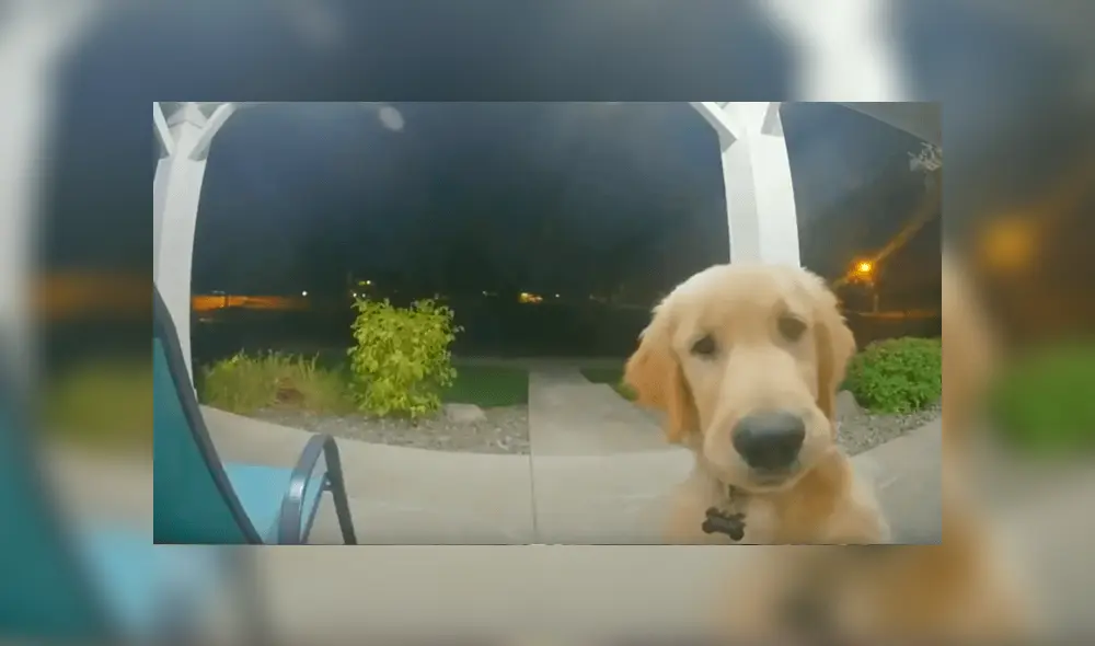 Desliza hacia la izquierda para ver las imágenes del perro que se hizo viral en Facebook. Desliza hacia la izquierda para ver las imágenes del perro que se hizo viral en Facebook.