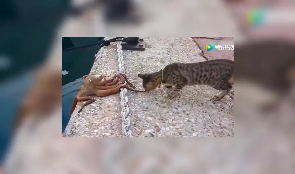 YouTube viral: enorme criatura emerge del mar y se enfrenta a curioso gato [VIDEO]