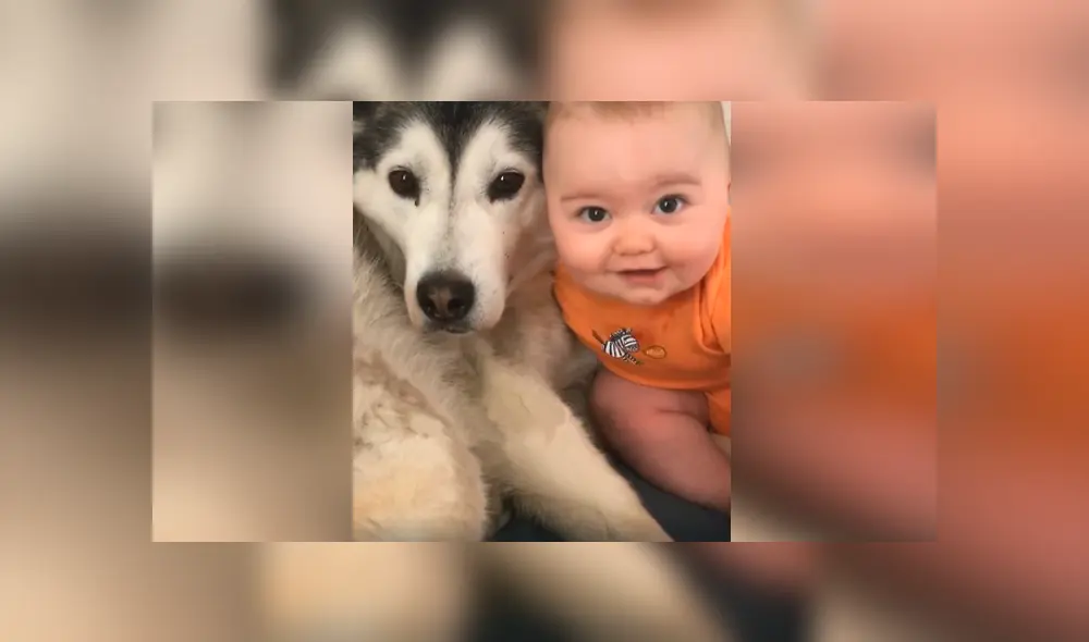 Desliza las imágenes para apreciar la recopilación de conmovedores momentos de un bebé con su perro. Desliza las imágenes para apreciar la recopilación de conmovedores momentos de un bebé con su perro.