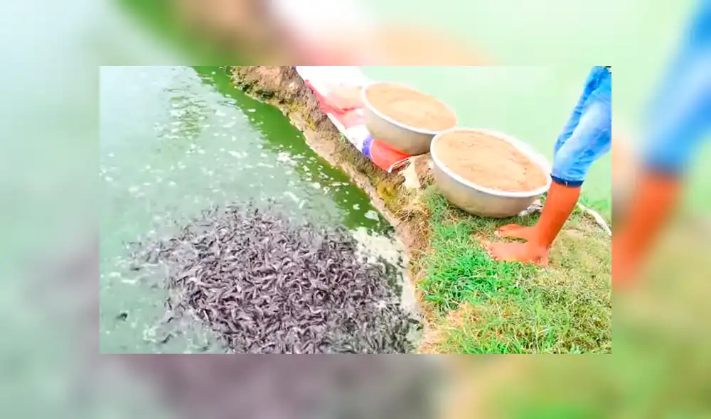 YouTube viral: arroja maíz a lago y cientos de misteriosas criaturas emergen para devorar el alimento YouTube viral: arroja maíz a lago y cientos de misteriosas criaturas emergen para devorar el alimento