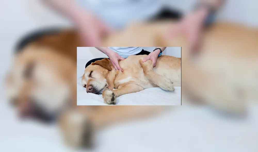 ¿Cómo darle un buen masaje relajante a tu perro? ¿Cómo darle un buen masaje relajante a tu perro?