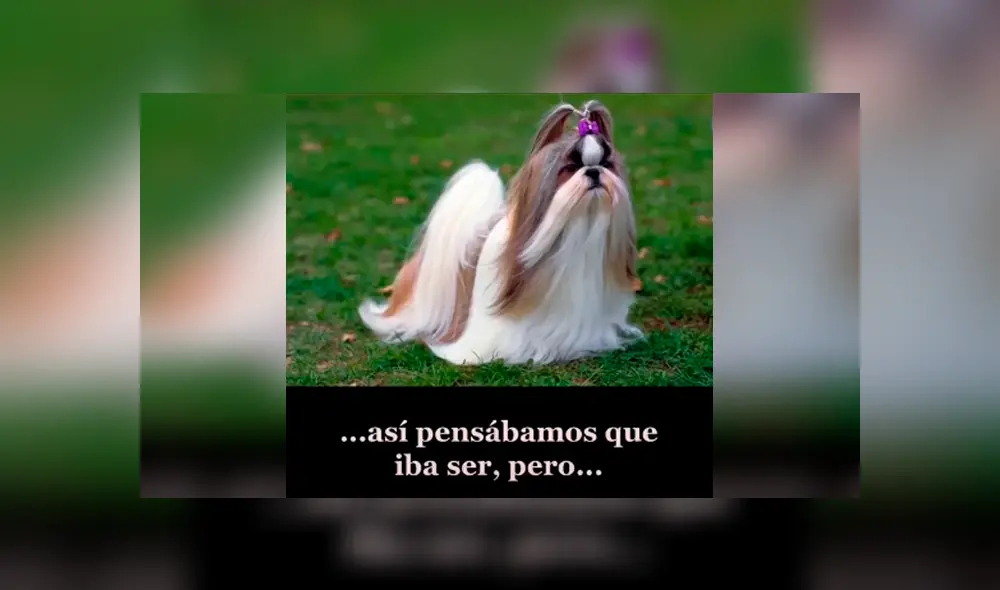 Desliza las imágenes para saber la verdadera raza de un pequeño perro al que creyeron era un shitzu. Fotocaptura: Facebook.