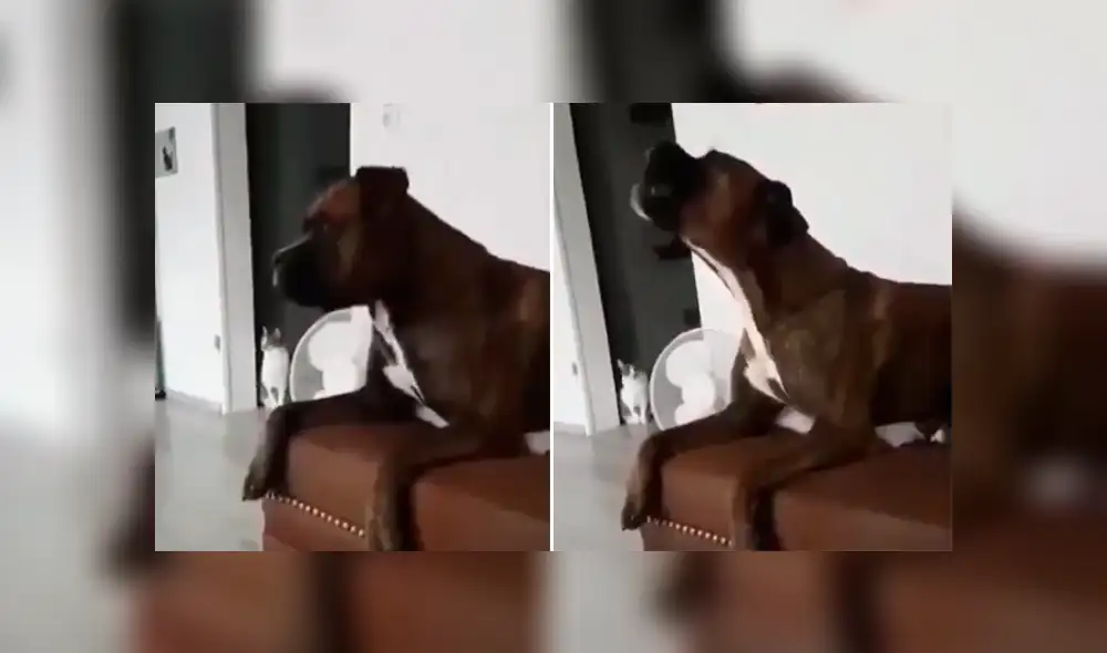 Un video muestra el momento en que un perro trata de replicar el sonido de una sirena de bombero.