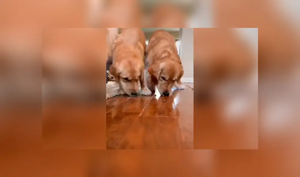 Desliza las imágenes hacia la izquierda para apreciar la improvisada competencia que tuvieron unos perros. Desliza las imágenes hacia la izquierda para apreciar la improvisada competencia que tuvieron unos perros.