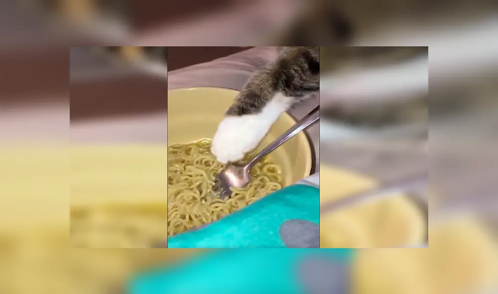 En YouTube, un chico olvidó su plato de comida sobre la mesa y no imaginó que su gato haría una travesura. En YouTube, un chico olvidó su plato de comida sobre la mesa y no imaginó que su gato haría una travesura.