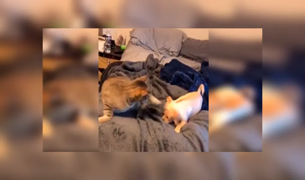 Desliza las imágenes para observar la inesperada reacción de un gato para evitar jugar con un travieso cachorro.