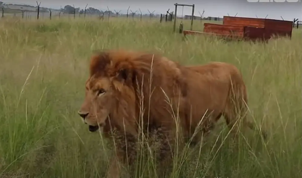 Ambos leones estuvieron trabajando en un circo durante ocho años. Foto: Captura/YouTube/TheDodo