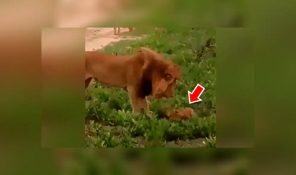 YouTube viral: León golpea a su cachorro, pero la madre lo descubre y le da su merecido [VIDEO] 