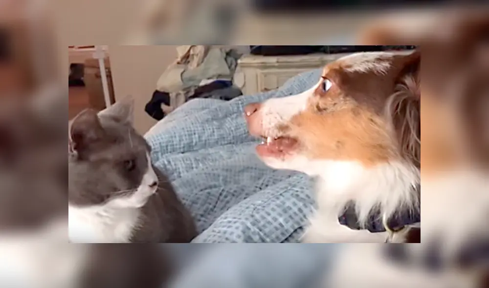 YouTube: Gato puede “matar con la mirada” y queda registrado en video
