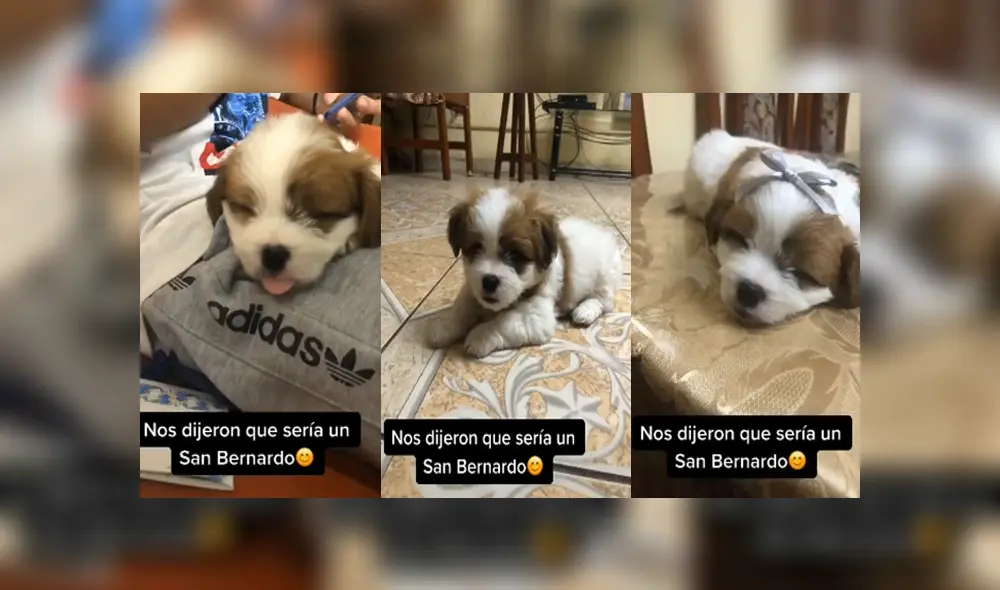 Desliza para ver el desenlace de este video viral de YouTube. Foto: Captura. Desliza para ver el desenlace de este video viral de YouTube. Foto: Captura.